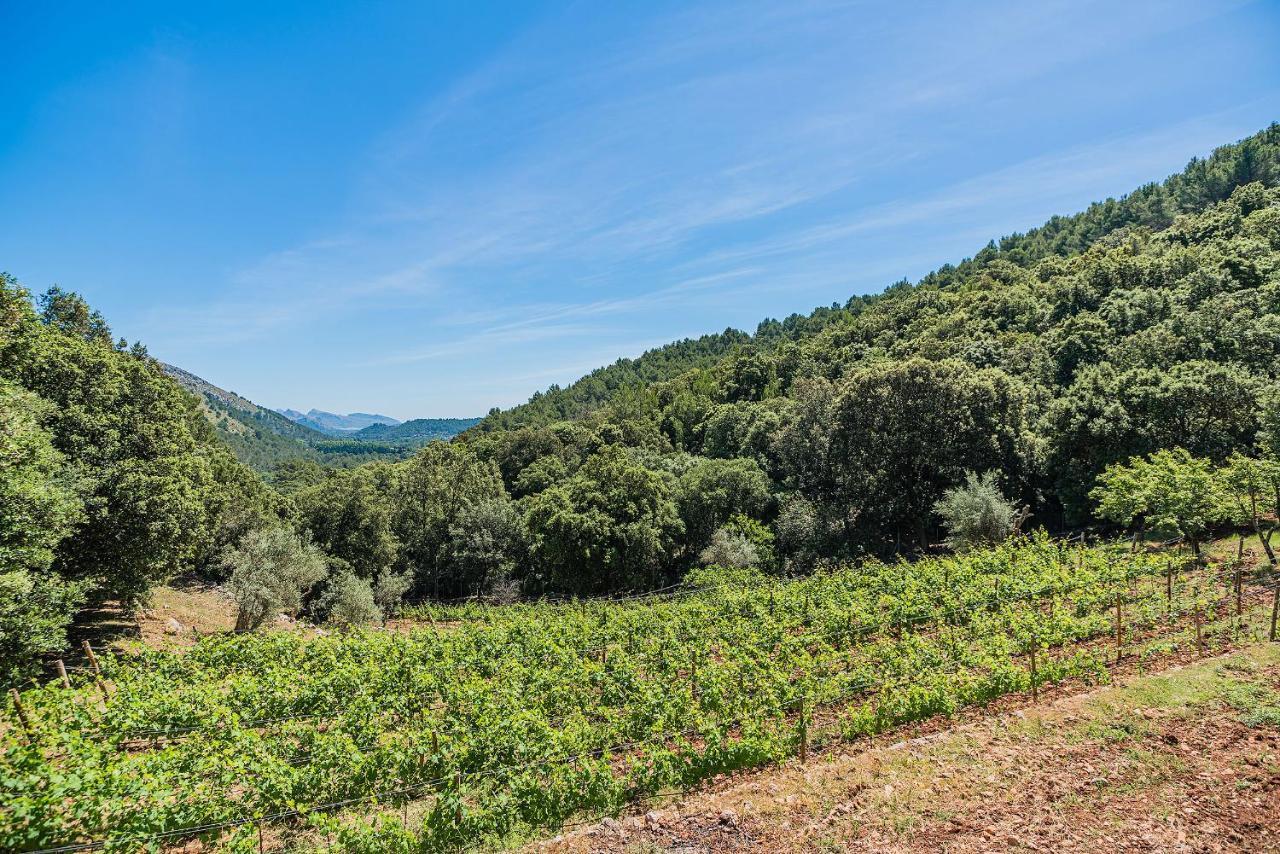Picassa Villa Pollença Екстериор снимка